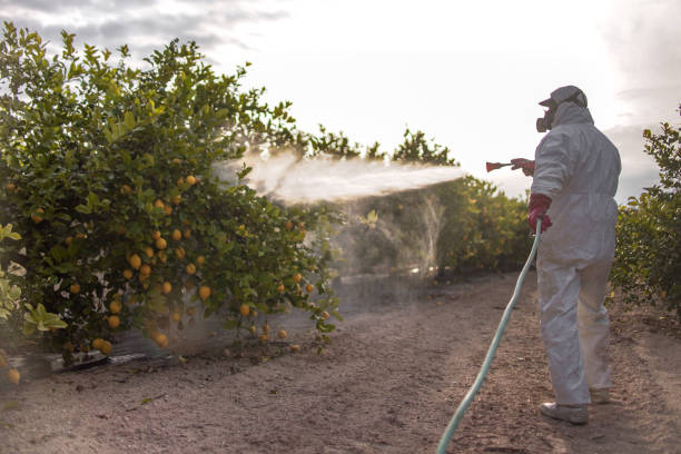 Best Mosquito Control Services  in Concord, MO